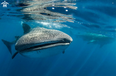 A Whale sharks