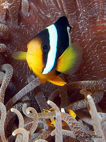 A Clownfish