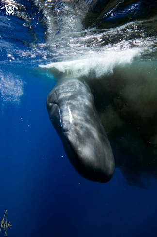 A Sperm Whale