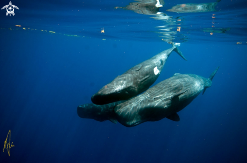 A Sperm Whale