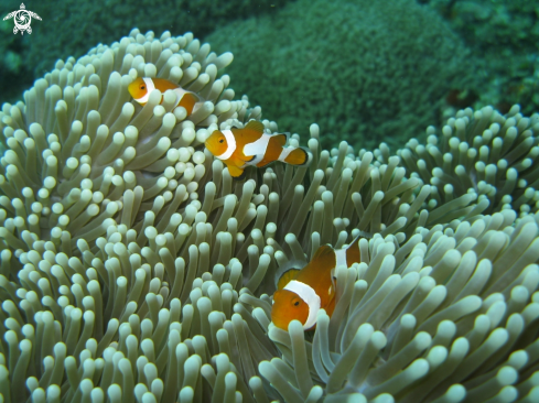 A anemone fish