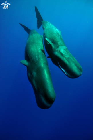 A Sperm Whale