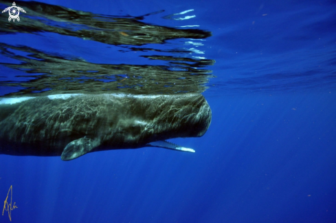 A Sperm Whale