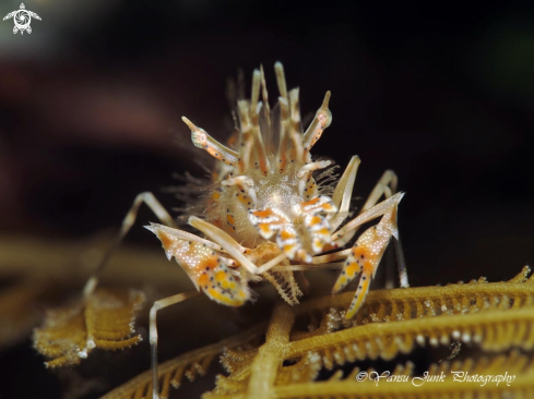 A Tiger shrimp