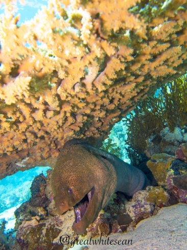 A Giant Moray Eel 