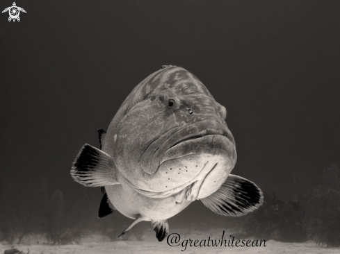 A Epinephelus itajara | Goliath Grouper 