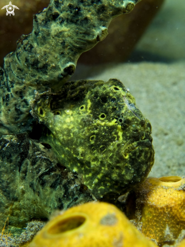 A Antennarius multiocellatus | Frogfish