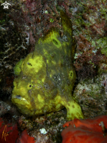 A Frogfish