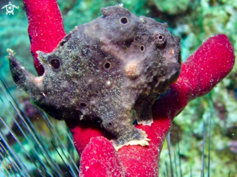 A Frogfish