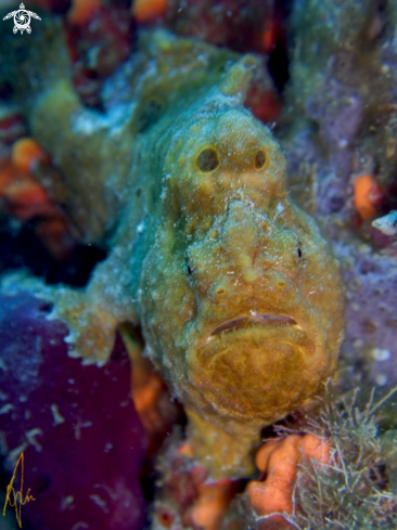 A Frogfish