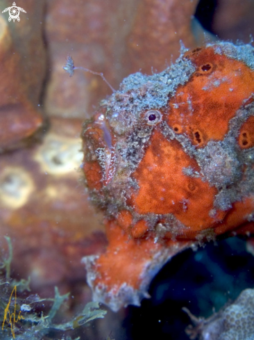 A Antennarius multiocellatus | Frogfish