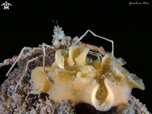 A Spider crab