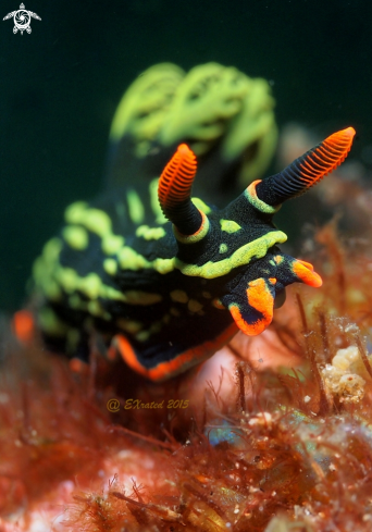 A Nembrotha Kubaryana | Nudibranch