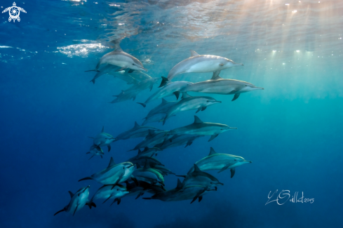 Spinner dolphins