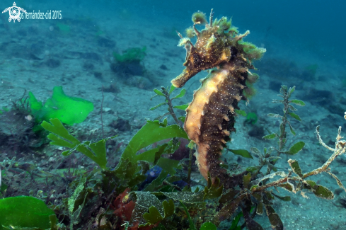 A Sea Horse