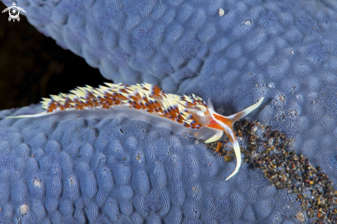 A Nudibranch