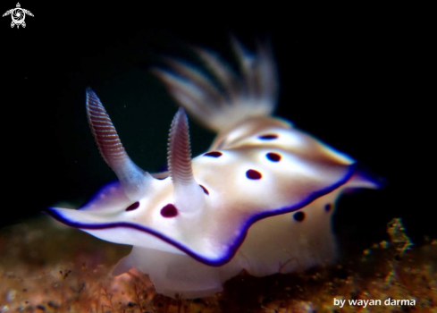 A hypselodoris tryoni 