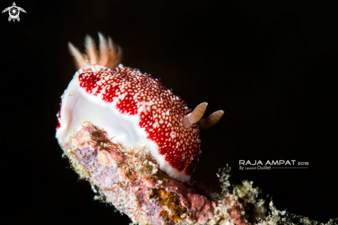 A Nudibranch