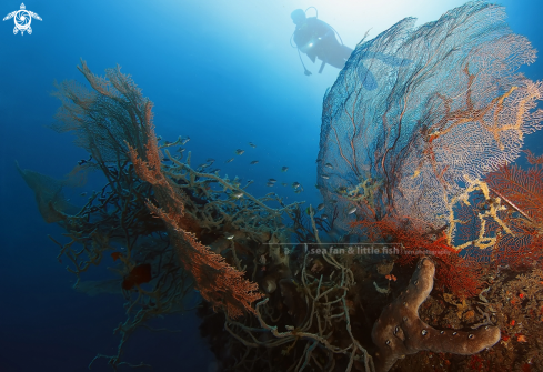 A sea fan