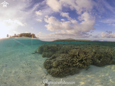 A Hard Coral