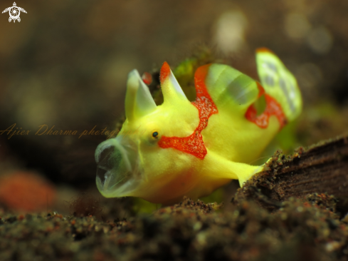 A frog fish 