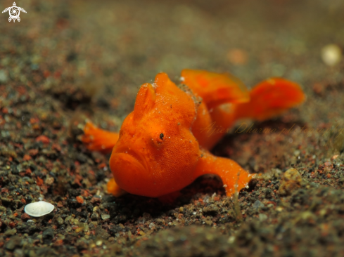 A frog fish 