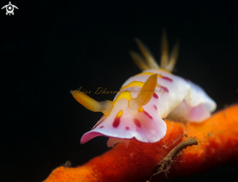 A nudibranch 