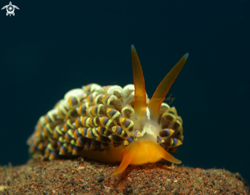 A trinchesia yamasui  | nudibranch 