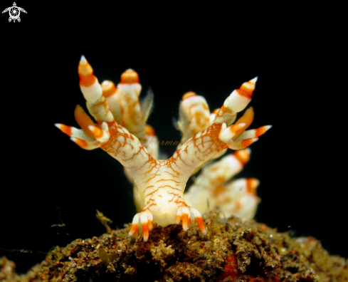 A nudibranch 