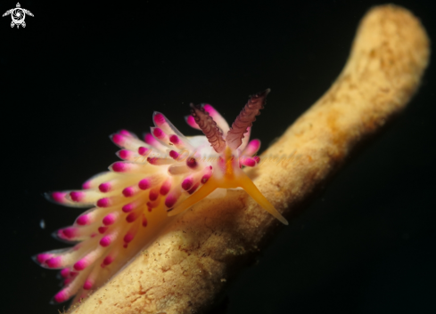 A favorinus mirabilis  | nudibranch 