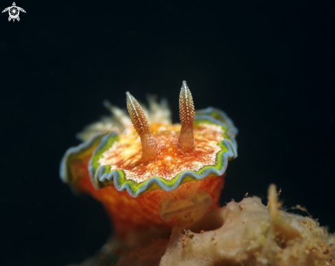 A glossodoris cincta  | nudibranch 