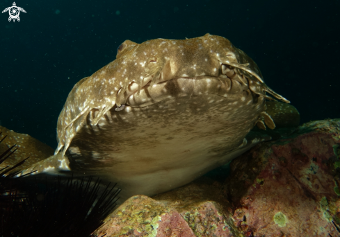 A Orectolobus Halei | Banded (Gulf) Wobbegong Shark
