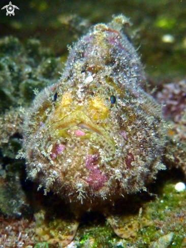 A Frog Fish