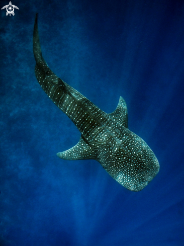 A Whale shark