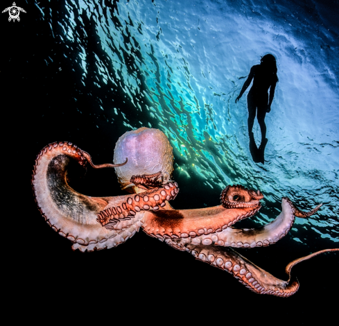 A Octopus