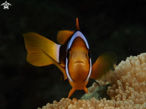 A Clark's Anemonefish (Amphiprion clarkii)