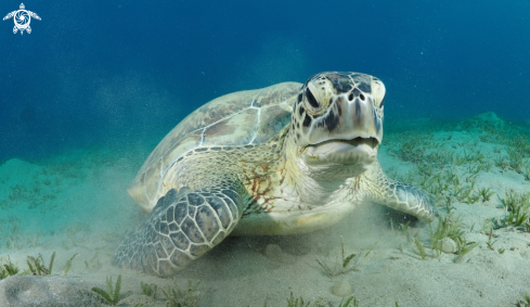 A Chelonia mydas | Green Turtle