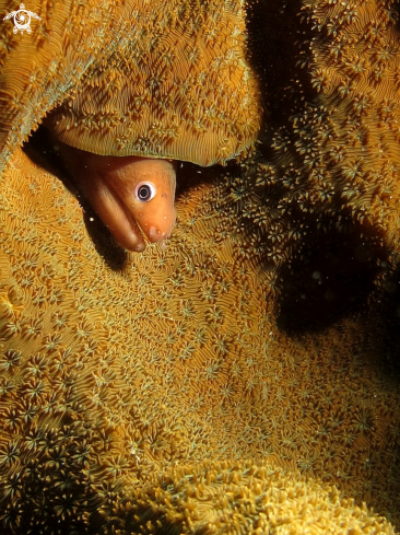 A Palechin Moray Eel 