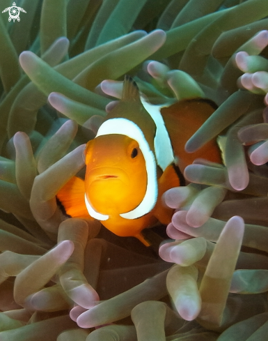 A Clown Fish