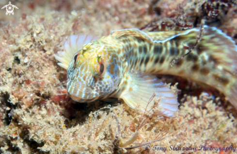 A Horned blenny