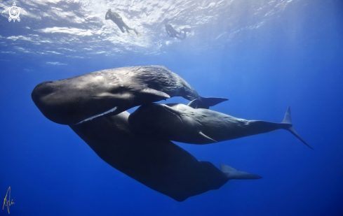 A Physeter catodon | Sperm Whale