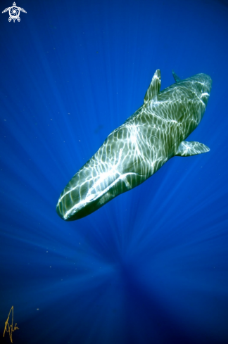 A Sperm Whale