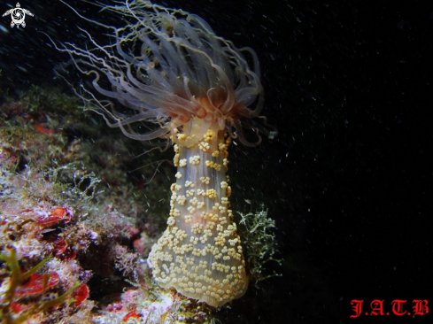 A underwater creature