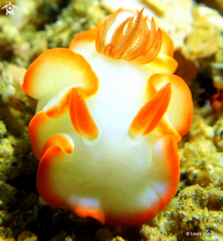 A Ardeadoris averni | Glossodoris Nudibranch.