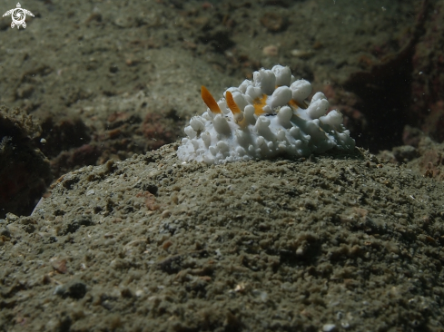 A Phyllidia ocellata (Phyllidiidae) | Nudibrunch