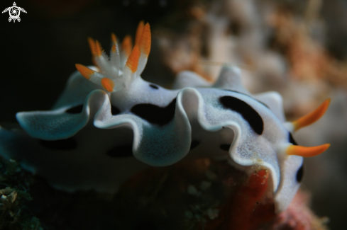 A nudibranch