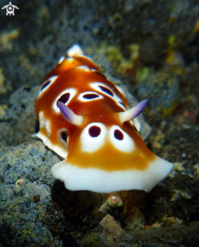 A Chromodoris cf.geminus