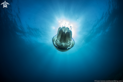 A Casiopea jellyfish