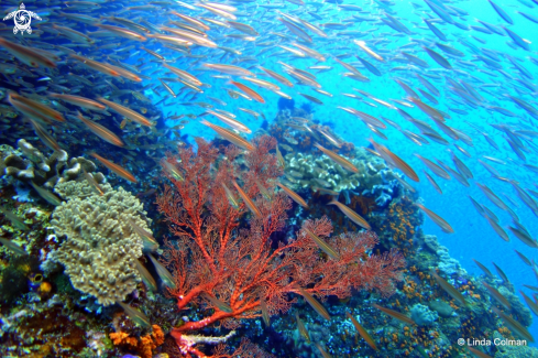 A The colour and fish life of Raja Ampat.