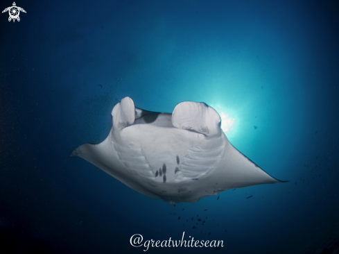 A Manta Ray